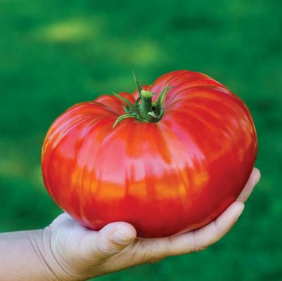 Steakhouse Tomato