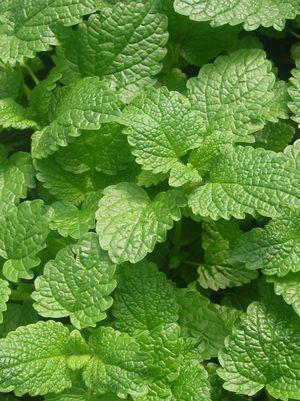 Spearmint