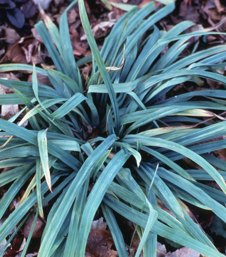 Blue Wood Sedge