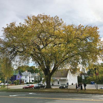 American Elm