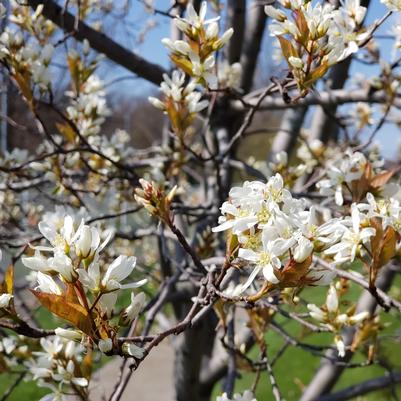 Spring Glory Serviceberry