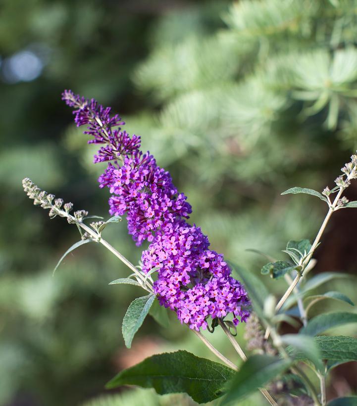 Psychedelic Sky™ Butterfly Bush