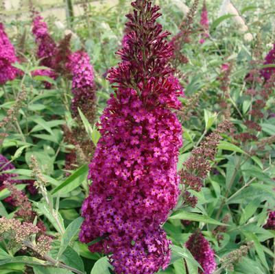 Funky Fuschia™ Butterfly Bush