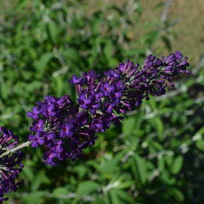 Groovy Grape™ Butterfly Bush