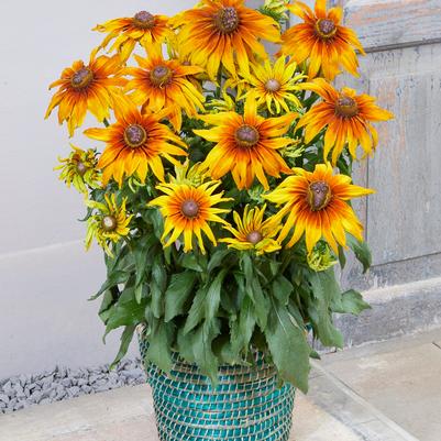 Summerina® Sunchaser Echibeckia