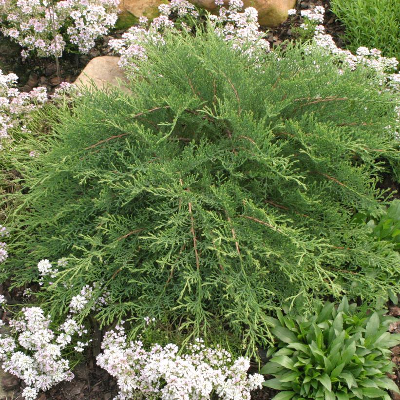 Celtic Pride® Siberian Cypress