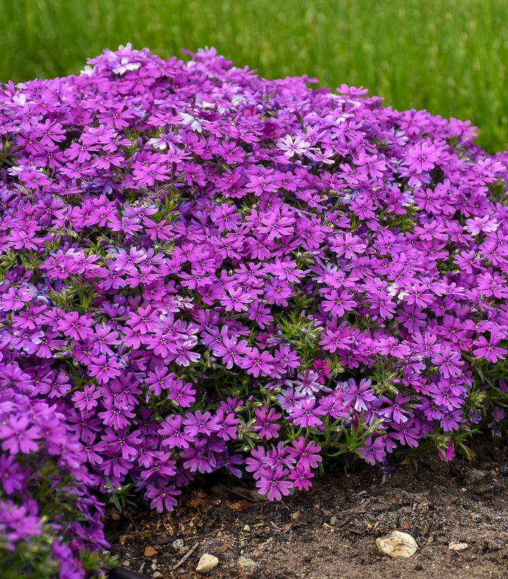 Rocky Road Grape Hybrid Spring Phlox