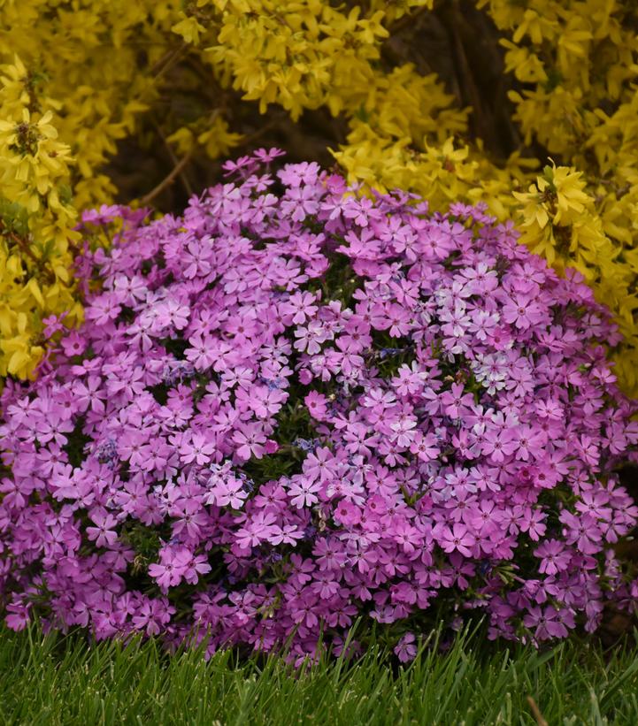 Rocky Road Pink Hybrid Spring Phlox