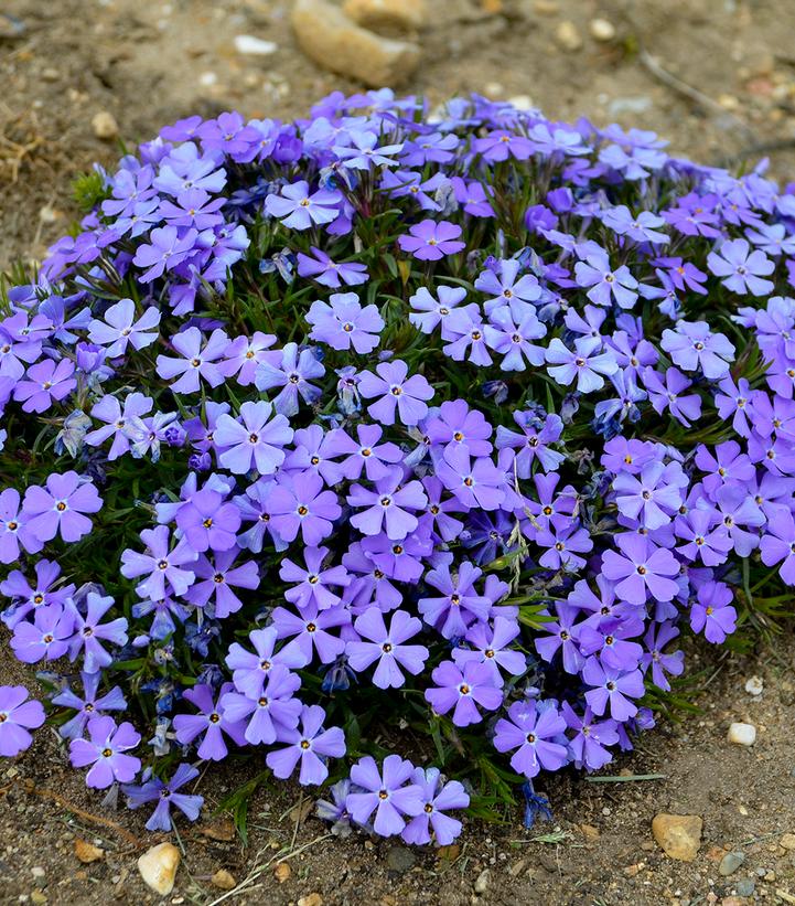 Rocky Road Violet Blue Hybrid Spring Phlox