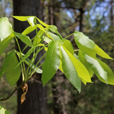 Shagbark Hickory