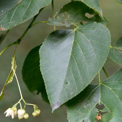 American Basswood