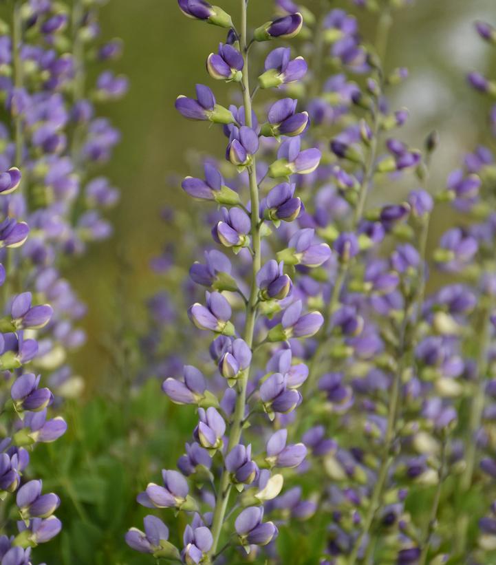 False Indigo