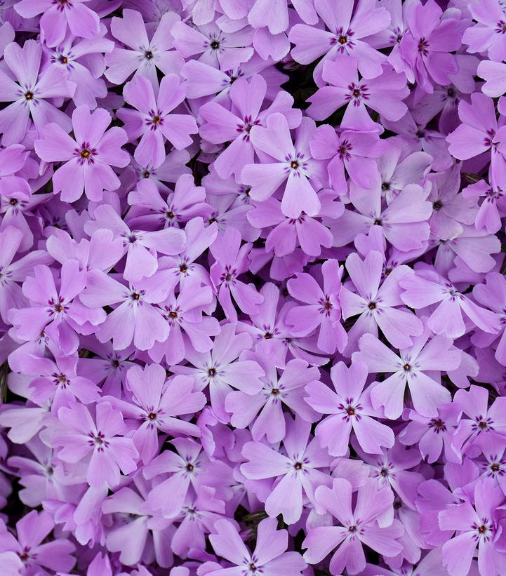 Hybrid Spring Phlox