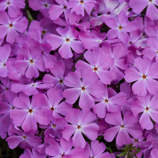 Hybrid Spring Phlox