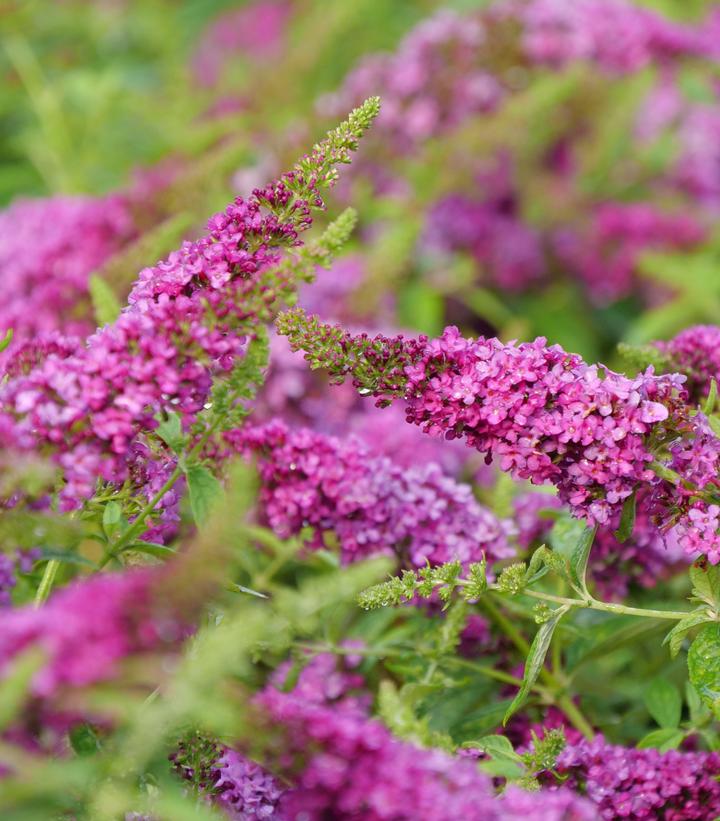 Butterfly Bush