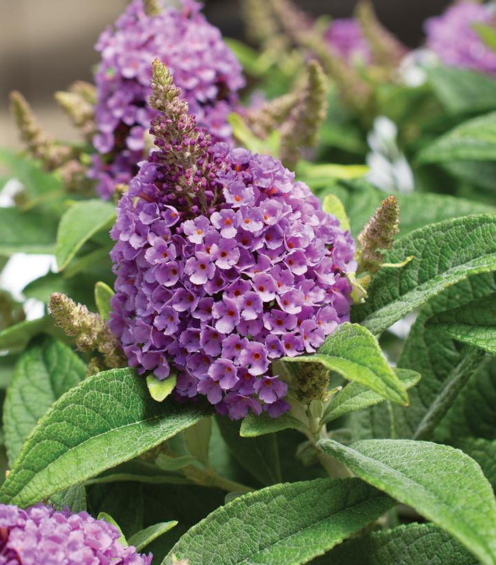 Lavender Butterfly Bush