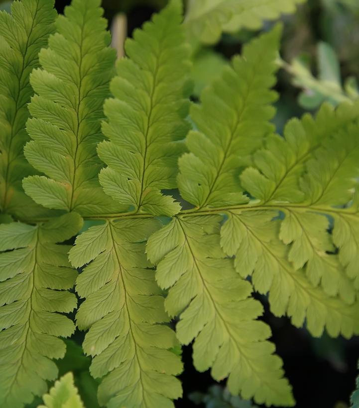 Clinton’s Wood Fern