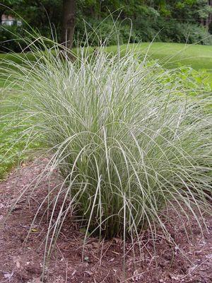 Morning Light Japanese Silver Grass