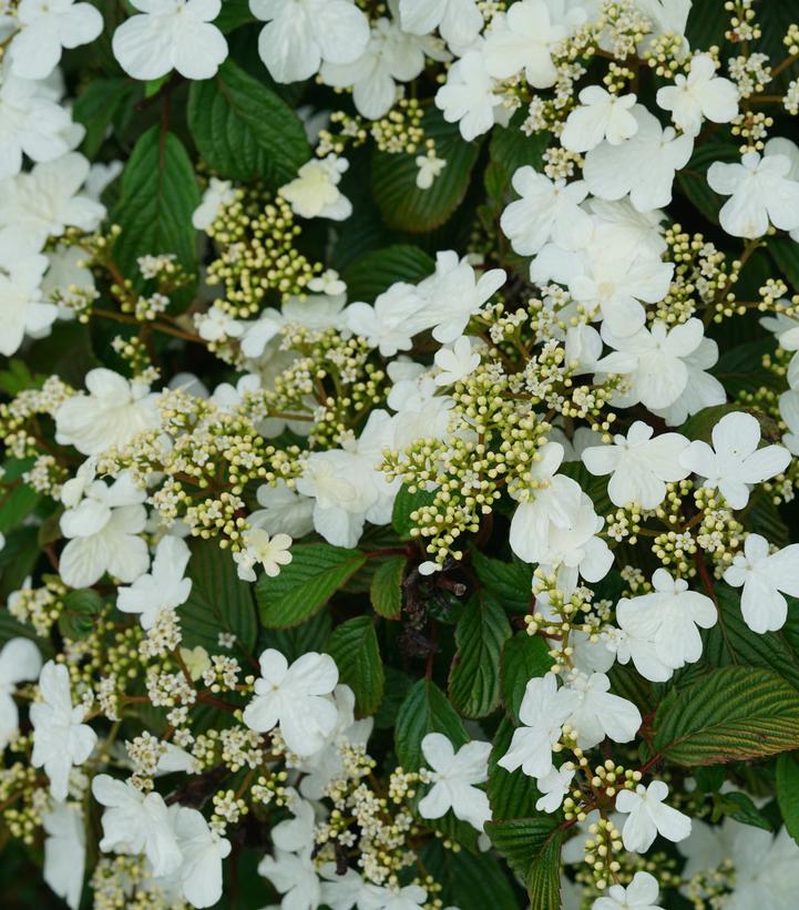 Doublefile Viburnum