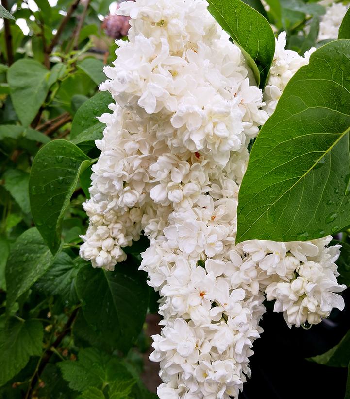 Fiala Remembrance Lilac