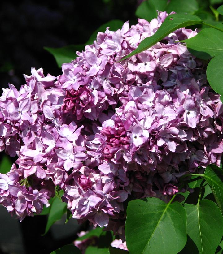 President Poincare French Lilac