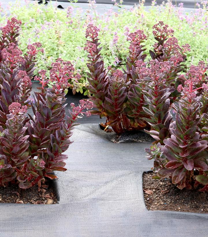 Conga Line Stonecrop