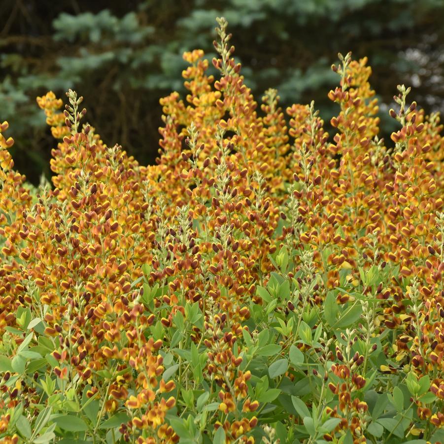 Honey Roasted False Indigo