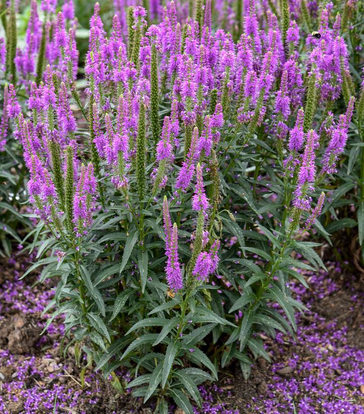 Purple Leia Spike Speedwell