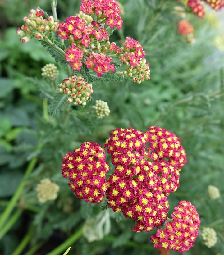 Strawberry Seduction Yarrow