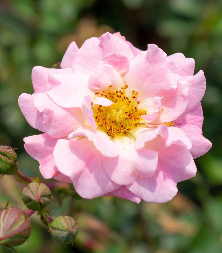 Blushing Drift® Rose