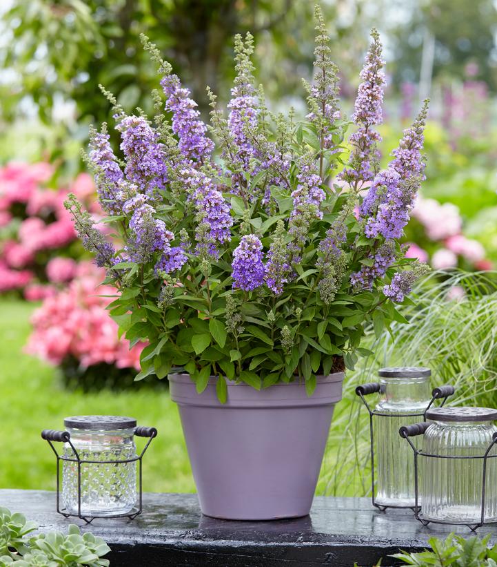 High Five Purple Butterfly Bush