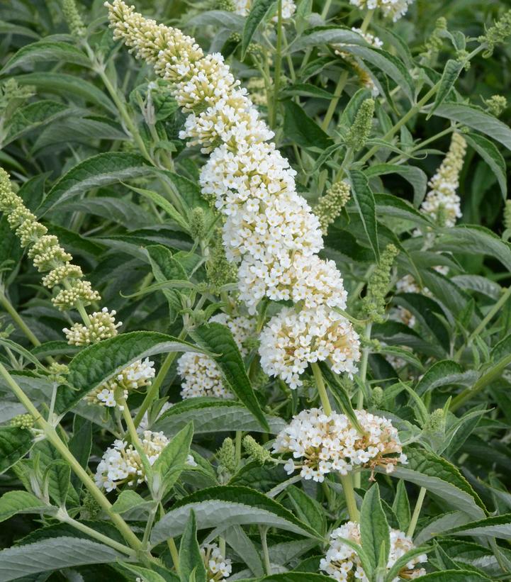 Humdinger® Little Angel Butterfly Bush