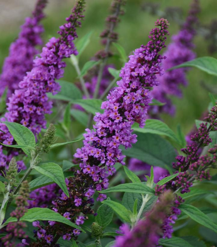 Humdinger® Orchid Annie Butterfly Bush