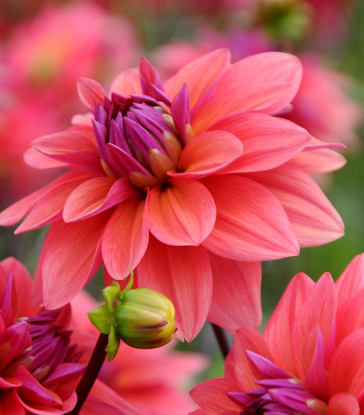 'American Dawn' Dahlia - Van Wilgen's Garden Center