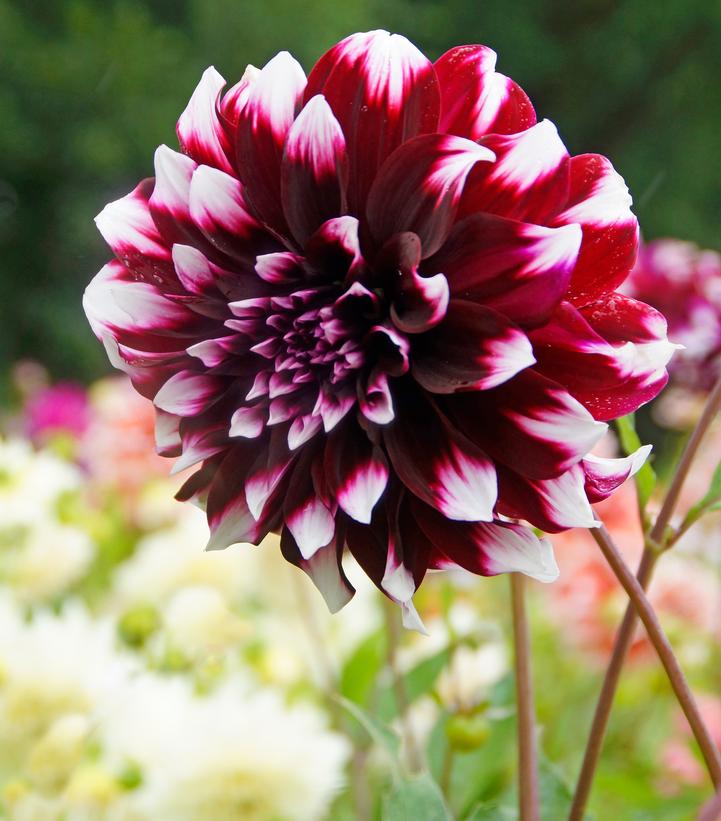 ‘Contraste’ Dahlia