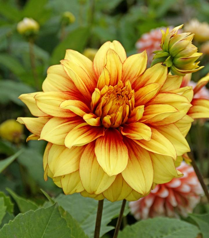 ‘Dazzling Magic’ Dahlia