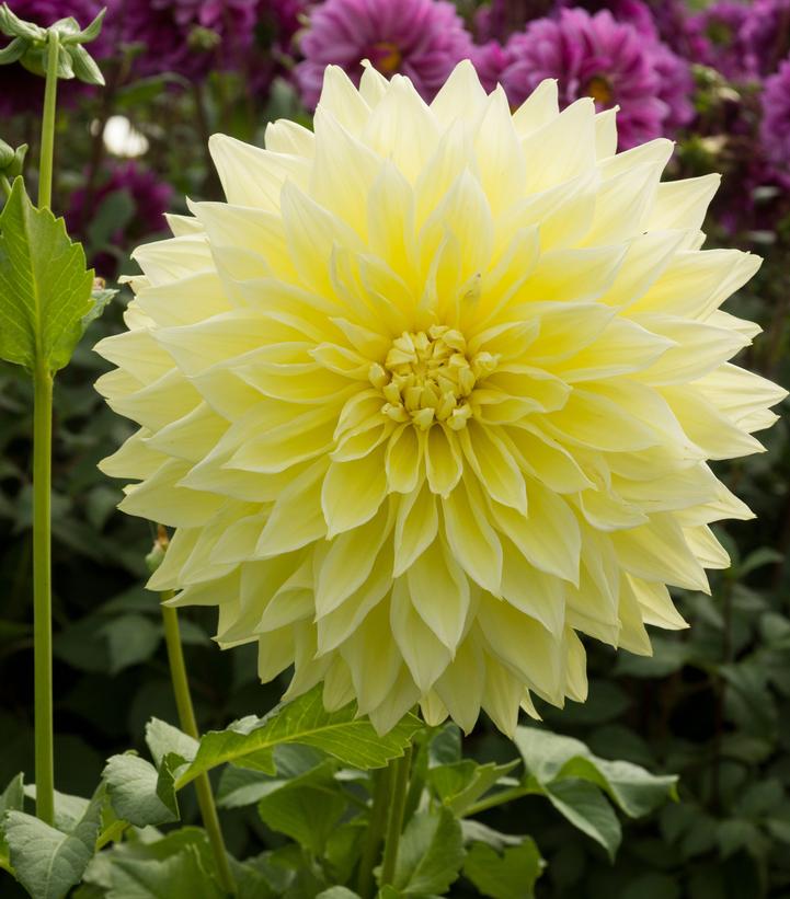 ‘Kelvin Floodlight’ Dahlia