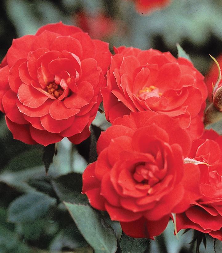 Autumn Sunblaze® Rose