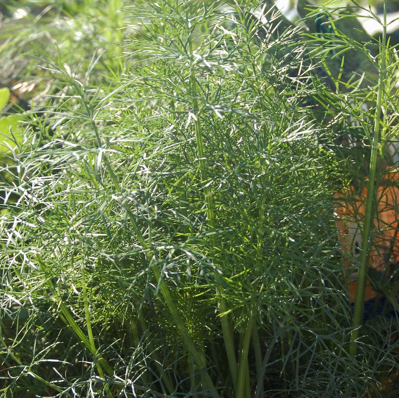 Dwarf Fernleaf Dill