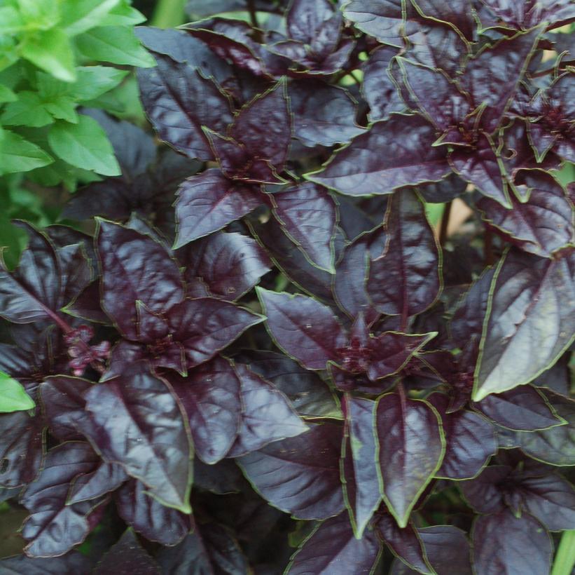 Red Rubin Basil