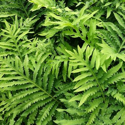 Sensitive Fern