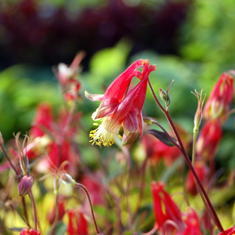 Little Lanterns Wild Columbine