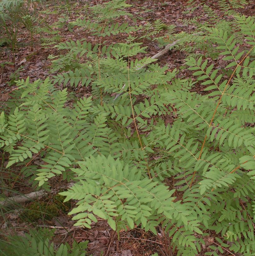 Royal Fern