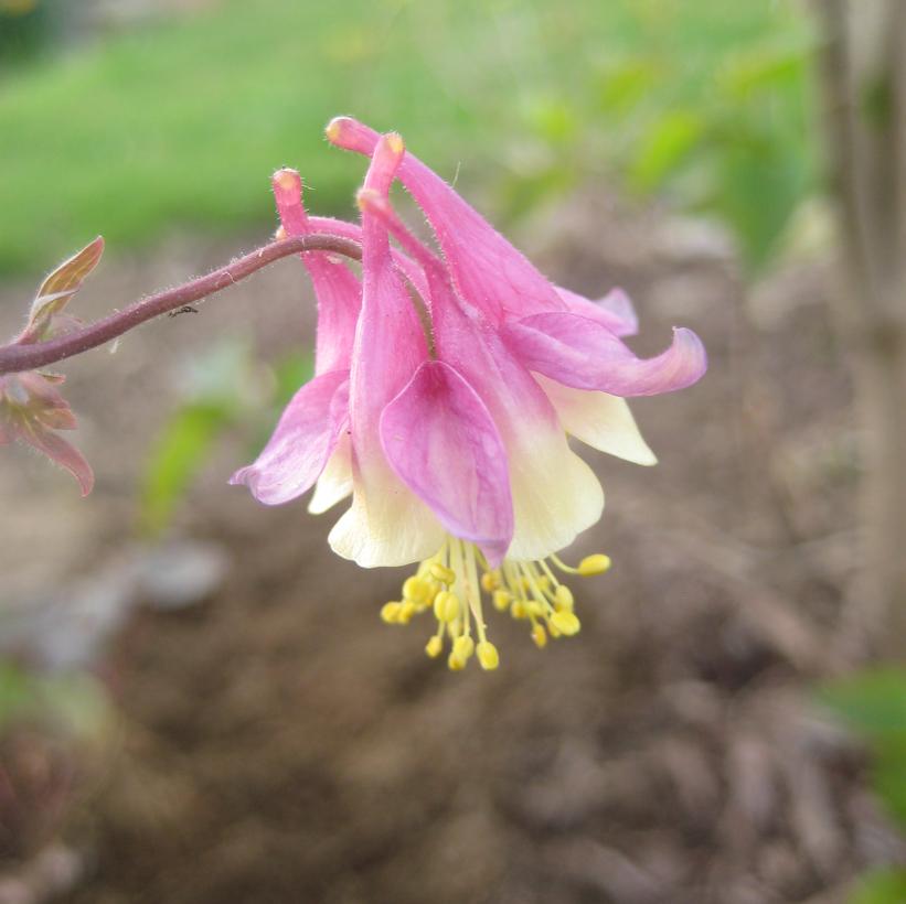 Pink Lanterns Columbine