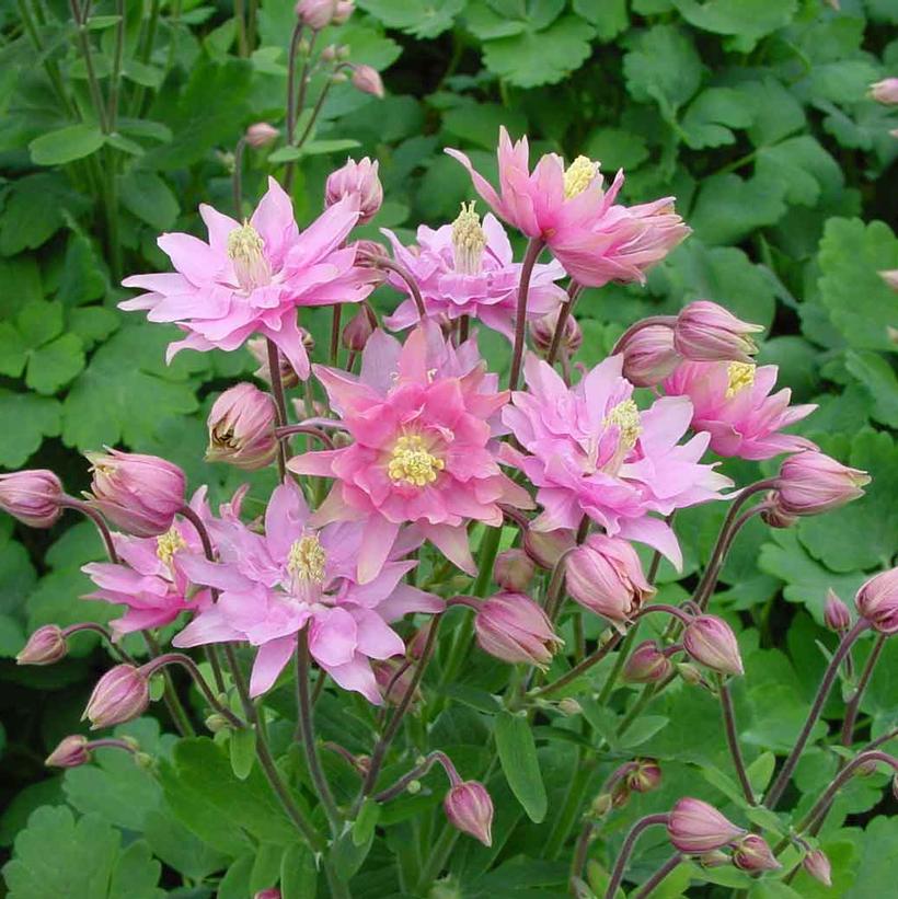 Clementine Rose Columbine