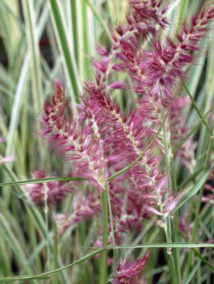 Karley Rose Fountain Grass