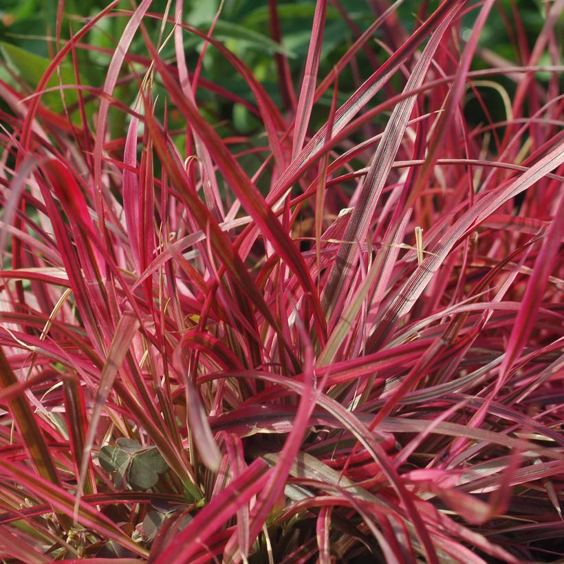 Fireworks Purple Fountain Grass