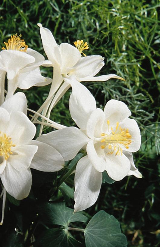 Dove Columbine