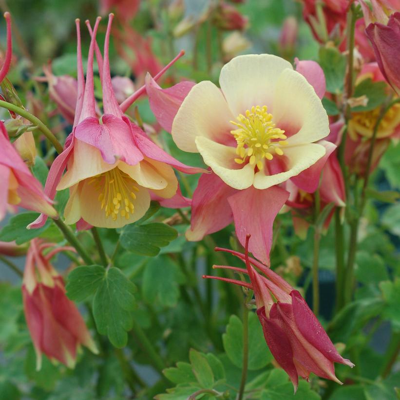 Swan Pink and Yellow Columbine