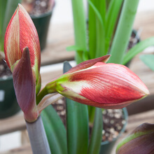 Closed flower almost ready to bloom.